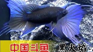 国产黑叉尾斗鱼视频直播,探寻水中精灵的美丽与魅力