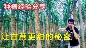 国产甘蔗种植技术视频,高效栽培与丰收秘诀揭秘