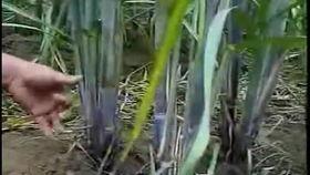 国产甘蔗种植技术视频,高效栽培与丰收秘诀揭秘