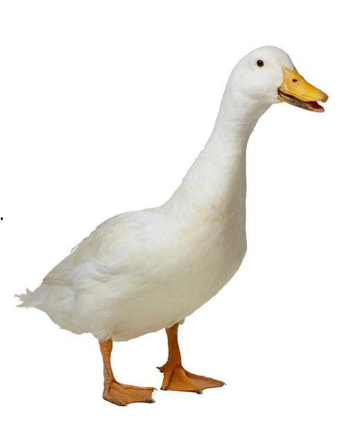 国产鸭子图片高清视频网,国产鸭子高清图集与视频赏析