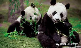 国产熊猫甜菜玉视频