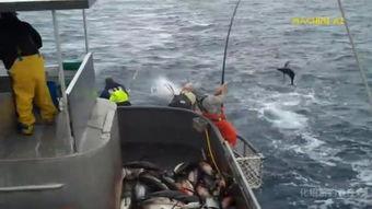 国产快艇钓鱼视频大全  第3张