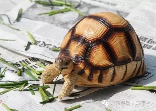 国产陆龟怎么养殖视频讲解,视频教程详解