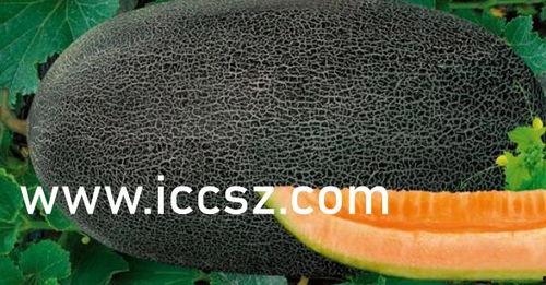 国产南瓜介绍大全视频在线观看,视频详解带你领略南瓜魅力